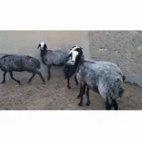 فروش ۵ عدد میش شال ۲ قلو زا|حیوانات مزرعه|اصفهان, دانشگاه اصفهان|دیوار