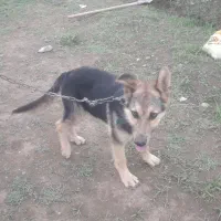 سگ نر ژرمن ۵ ماهه