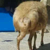 قوچ سفید قد