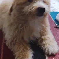 توله سگ پودل اشپیتز|سگ|مسجد سلیمان, |دیوار