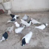 کبوتر رنگی|پرنده|قزوین, |دیوار