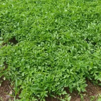 نشان گوجه