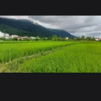 زمین  1320 متری در هچیرود کوچه جمشیدی