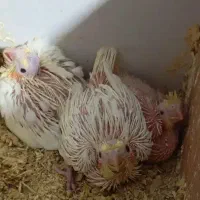 عروس هلندی آلبینو ماده کارداده|پرنده|مشهد, تربیت (صدف)|دیوار