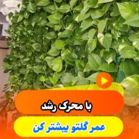 با قرص کود گلهاتو شاداب کن