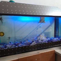 آکواریوم|ماهی|خرم‌آباد, |دیوار