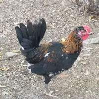 جوجه خروس گلین 3 ماهه زیر مرغی|حیوانات مزرعه|کرج, شهرک ظفر|دیوار