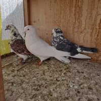 کفتر گرفتنی یه جا ۲۰۰|پرنده|تهران, امام زاده عبدالله|دیوار