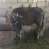 گتوند|حیوانات مزرعه|گتوند, |دیوار