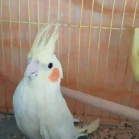 عروس هلندی|پرنده|قم, شاه ابراهیم|دیوار