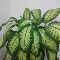 فروش 2 قلمه گل دیفن بدون ریشه