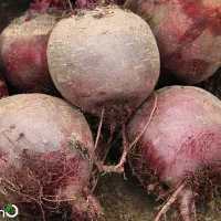 چغندر لبویی و دامی