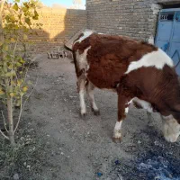 گوساله سیمنتال قرمز تلیسه