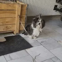 سگ شیتزواپارتمانی