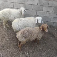 حیوان