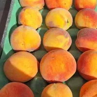 نهال گردو بادام هلو زردآلو آلو آلبالو گیلاس سیب