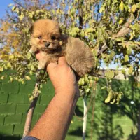 حیوانات خانگی|سگ|صدرا-فارس, فاز ۱|دیوار