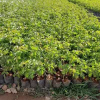 فروش انواع نهال مرغوب مستقیم از نهالستان|خدمات باغبانی و درختکاری|تاکستان, |دیوار