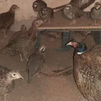تخم نطفه دار پرنده تزیینی