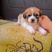 شیرانین عروسکی