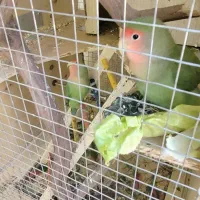 طوطی برزیلی