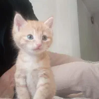 گربه|گربه|پیرانشهر, |دیوار