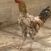 مرغ محلی