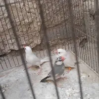 نرگسی|پرنده|سراوان, |دیوار