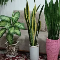 گل‌های بزرگ  باگلدان|گل و گیاه طبیعی|کرمانشاه, |دیوار