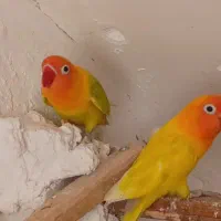 مرغ عشق ماده . طوطی برزیلی . قناری|پرنده|بومهن, |دیوار