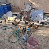 جوجه جهادی