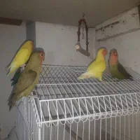 طوطی برزیلی