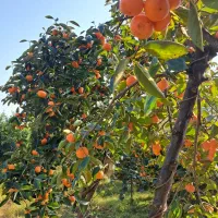 فروش خرمالوی عمده