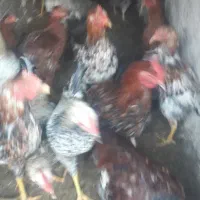 خروس جوان|حیوانات مزرعه|خوی, |دیوار