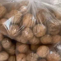 گردوی بوانات پوست کاغذی