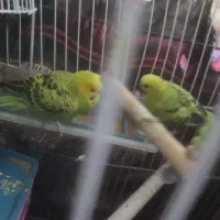 مرغ عشق فروشی|پرنده|ایرانشهر, |دیوار