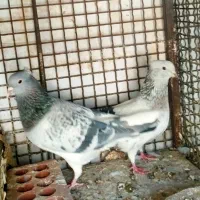 نر ماده سبز بدرنگ گووک