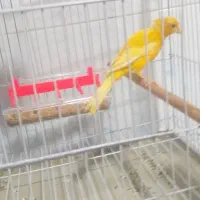 قناری ماده|پرنده|امیدیه, |دیوار