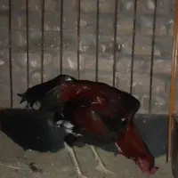 جوجه خروس لاری|حیوانات مزرعه|خوی, |دیوار