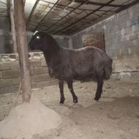 شیشک قوچ