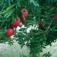 رب انارخانگی|خوردنی و آشامیدنی|قم, آزادگان|دیوار