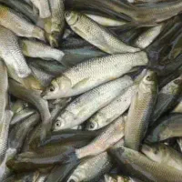 ماهی گوشتی برای تغذیه آبزیان