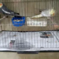 دوعدد عروس هلندی آماده برای جوجه کشی|پرنده|فومن, |دیوار