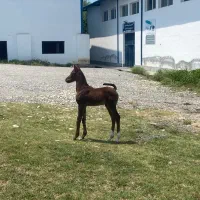 اسب فروشی|اسب و تجهیزات اسب‌سواری|نوشهر, |دیوار