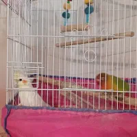 عروس هلندی و کوتوله برزیلی|پرنده|لنگرود, |دیوار