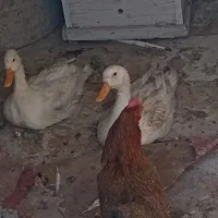 اردک جوان سالم و سرحال درشت وسنگین|حیوانات مزرعه|اصفهان, کوی امیریه|دیوار