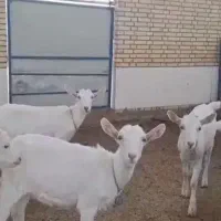 فروش اقساطی بزغاله اصیل سانن شیری