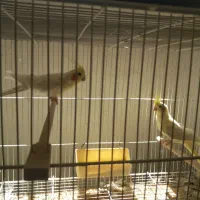 عروس هلندی لوتینو والبینو  فروشی|پرنده|تربت جام, مطهری|دیوار