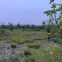 فروش زمین ۱۰۰۰ متری حومه پیربازار|فروش زمین و ملک کلنگی|رشت, بازار|دیوار