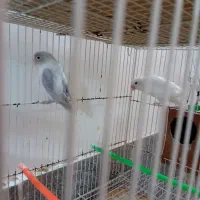 کوتوله ومرغ عشق|پرنده|گلبهار, شهر جدید گلبهار|دیوار